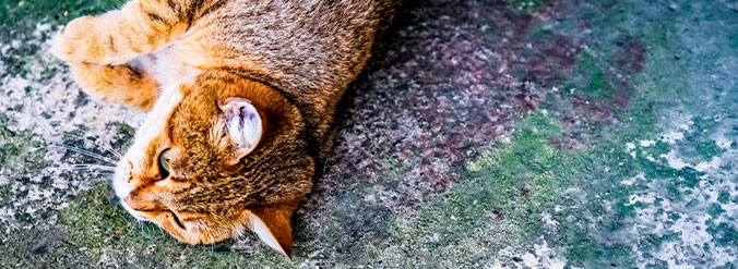 afbalanceret Migration Nøjagtig Ormekur til kat | Hjørnegårdens Dyreklinik