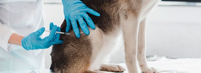 Vaccination hunde - hund og vaccination