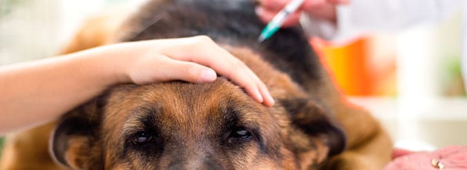 Vaccination af hunde hund og hvalpe
