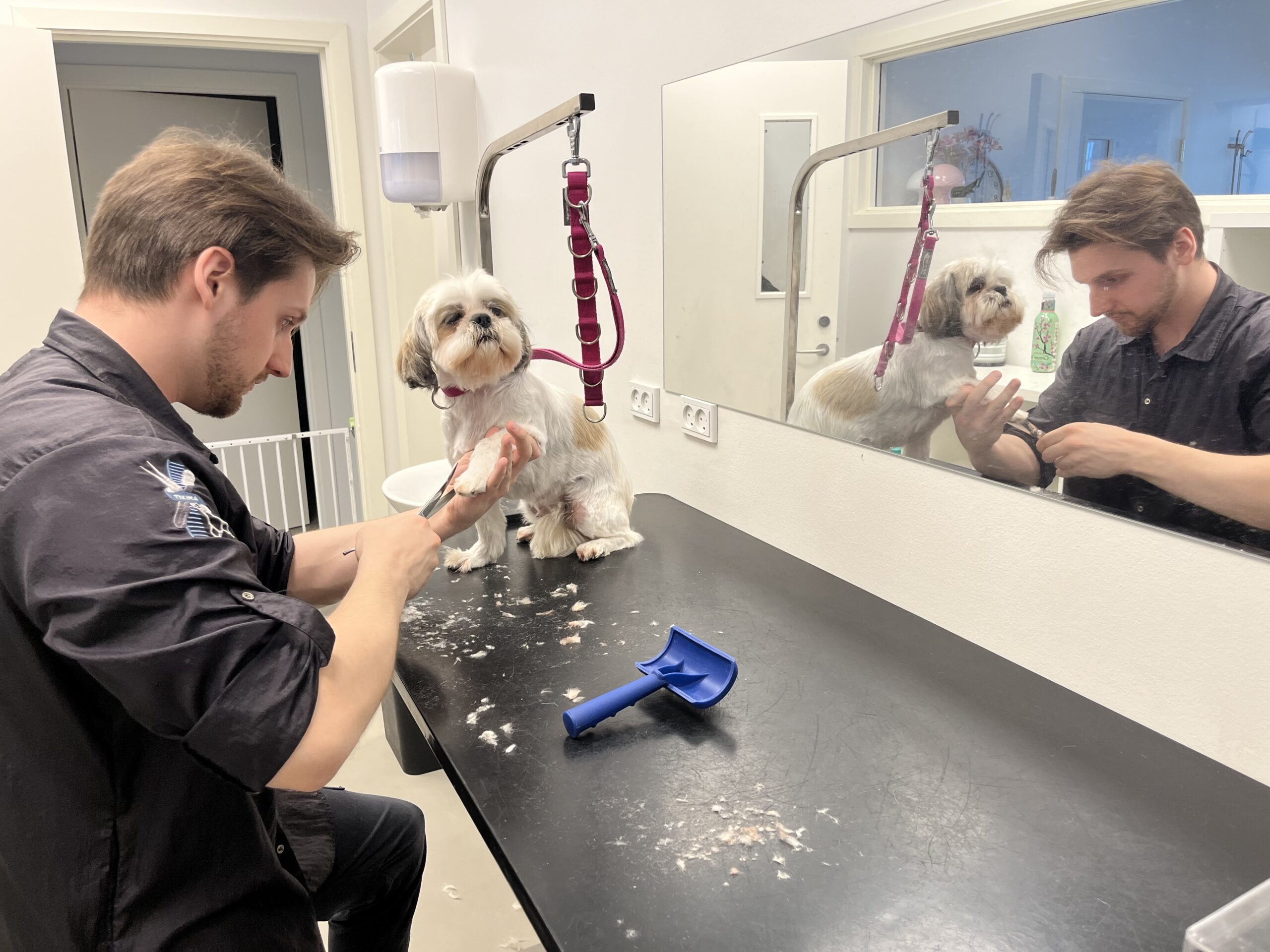 hundefrisør Amager - en sød hund bliver klippet af vores dygtige hundefrisør