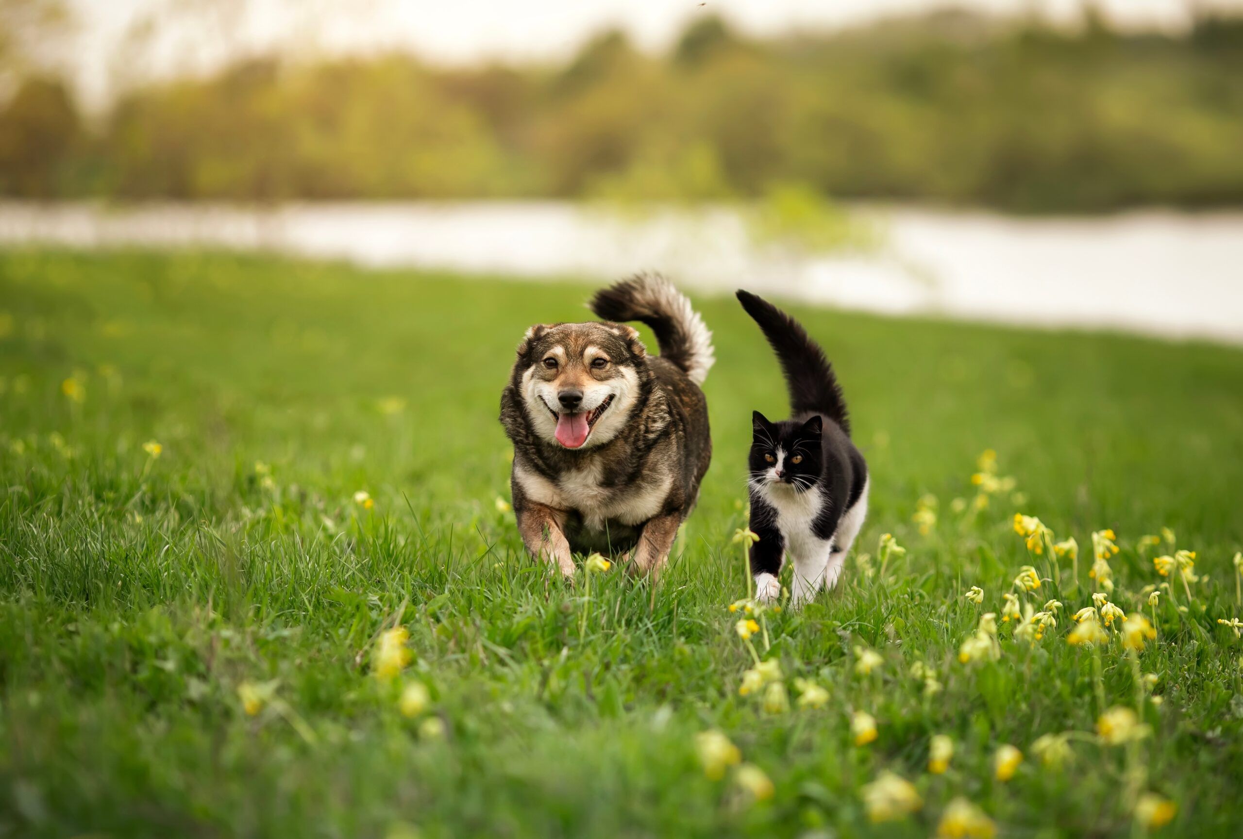 furryfriendsablackcatandacheerfuldogquickly